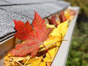 Leaf-filled gutters on a Unionville  home's roof.